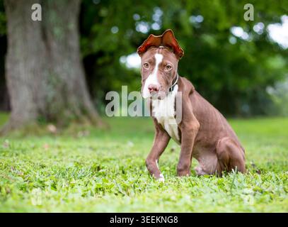Un cucciolo di razza mista Pit Bull Terrier rosso e bianco con orecchie grandi Foto Stock