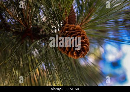 Primo piano di un cono di pino marrone maturo appeso a un ramo Evergreen con lunghi aghi verdi Foto Stock