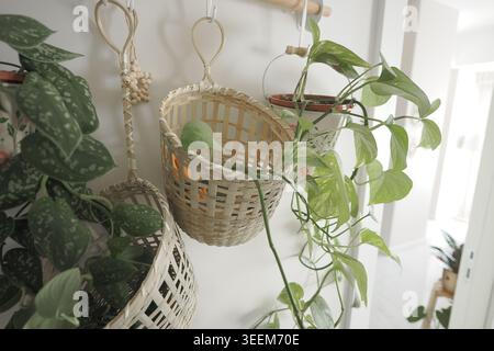 Piante da interno in cesti intrecciati su una parete nel soggiorno Foto Stock