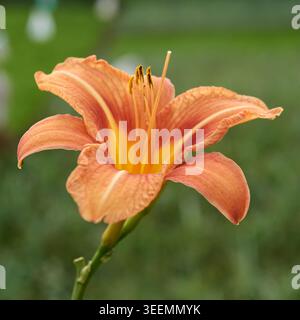 primo piano di fiori gialli arancioni sullo sfondo sfocato del giardino, vivaci petali con centro giallo e lunga statura, vista laterale con messa a fuoco morbida Foto Stock