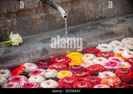 La bella fontana piena di rose a Zurigo a Pasqua Foto Stock