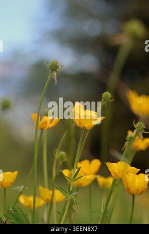 Primo piano di tazze gialle su sfondo verde e bokeh Foto Stock