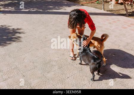 Un bambino in piedi che gioca con due cani all'aperto nel Sunny Courtyard Foto Stock