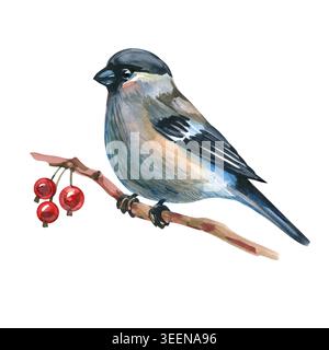 Illustrazione acquerello di un piccolo e affascinante uccello arroccato su un ramo sottile con frutti di bosco invernali di colore rosso brillante. Questo bullfinch disegnato a mano, reso con Foto Stock
