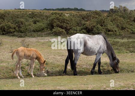 Pony a cavallo nel New Forest National Park Foto Stock
