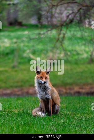 Elegante volpe rossa seduto tranquillamente nel prato verde con un morbido sfondo di campagna sfocato al tramonto. Foto Stock