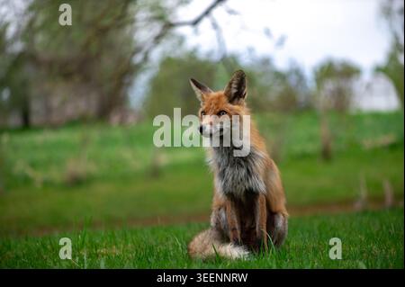 Graziosa volpe rossa seduto tranquillamente in un tranquillo prato verde circondato da un morbido paesaggio di campagna primaverile. Foto Stock