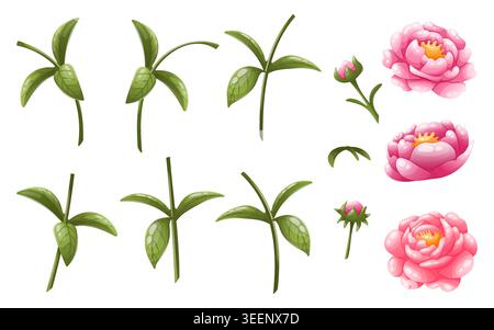 Set di parti di peonia rosa Illustrazione Vettoriale