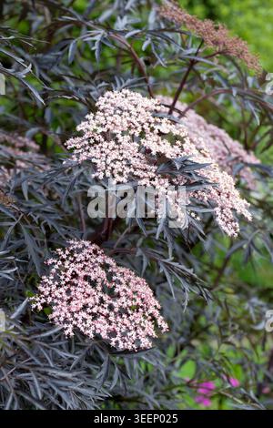 Pizzo nero Sambucus, Eva anziano, arbusto deciduo, fogliame nero-violaceo, ombelle di fiori rosa Foto Stock