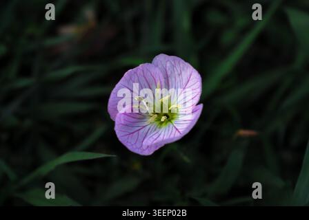 Un unico delicato fiore rosa di primula da sera, con i suoi petali rosa pallido e il centro giallo brillante, catturato su uno sfondo verde scuro. Foto Stock