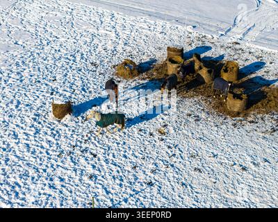 Vista aerea dei cavalli che indossano coperte in un paddock innevato con mangiatoie per il fieno e lunghe ombre della Lituania. Foto Stock