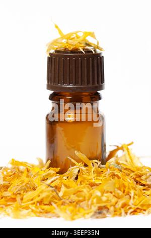 Olio essenziale di Calendula in flacone di vetro marrone ambrato con petali di calendula essiccati isolati su sfondo bianco Foto Stock