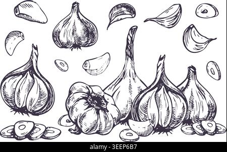 Set illustrativo di aglio disegnato a mano. Schizzo grafico a penna e inchiostro di bulbi e chiodi di garofano freschi. Elemento di design monocromatico per l'autunno Illustrazione Vettoriale