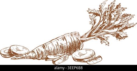 Illustrazione di verdure di carote disegnata con penna a inchiostro. Stile grafico a linee disegnato a mano di carota affettata con foglie verdi. Elemento di design per il menu del cibo Illustrazione Vettoriale