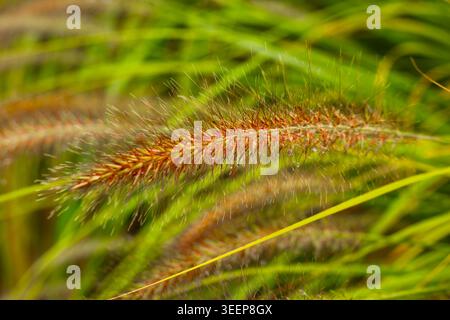 Macro shot di erba coda di volpe con gocce di rugiada del mattino su sfondo verde sfocato. Foto Stock