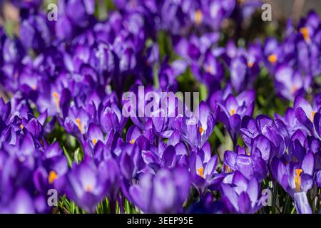 Primo piano di vivaci fiori di cocco viola che fioriscono alla luce del sole primaverile, con ricchi petali viola, stami dorati e morbido bokeh naturale. Foto Stock
