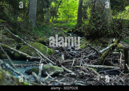 Piccolo torrente forestale che scorre attraverso il paesaggio boschivo muschiato Foto Stock