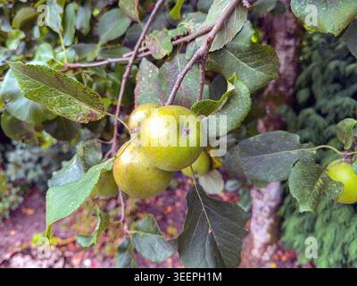 Vista ravvicinata di una mela verde matura su un albero nel giardino di una casa. Niente persone. Foto Stock