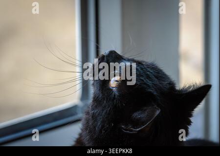 Gatto nero che guarda attraverso una finestra con luce naturale soffusa, ritratto ravvicinato con occhi dorati e ombre spettacolari. Foto Stock