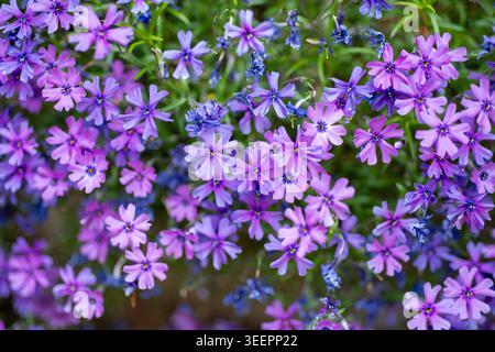 Primo piano di fiori Phlox viola, rosa e viola in fiore all'inizio di maggio, Norfolk, Inghilterra, Regno Unito Foto Stock