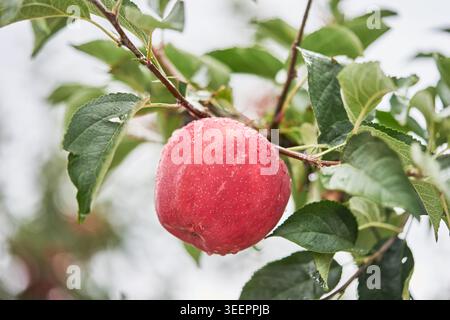Una bella serie di mele rosse ricoperte di rugiada. L'illuminazione soffusa e diffusa e la profondità di campo ridotta ne esaltano i colori vivaci e la texture fresca. Foto Stock