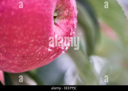 Una bella serie di mele rosse ricoperte di rugiada. L'illuminazione soffusa e diffusa e la profondità di campo ridotta ne esaltano i colori vivaci e la texture fresca. Foto Stock
