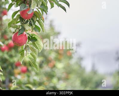 Una bella serie di mele rosse ricoperte di rugiada. L'illuminazione soffusa e diffusa e la profondità di campo ridotta ne esaltano i colori vivaci e la texture fresca. Foto Stock
