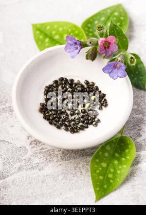 Semi di polmonaria (Pulmonaria officinalis) in una ciotola di ceramica con foglie fresche maculate e fiori rosa-viola. Foto Stock