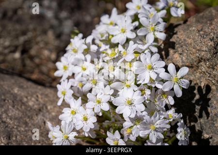 Primo piano di fiori selvatici bianchi (Hepatica nobilis) che fioriscono tra le rocce illuminate dal sole all'inizio della primavera, mostrando delicati petali e centri gialli. Foto Stock