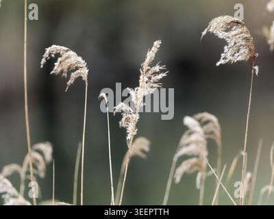 Canne comuni (Phragmites australis, famiglia Poaceae) con teste di semi piumati che crescono in un habitat paludoso sotto una luce naturale soffusa. Foto Stock