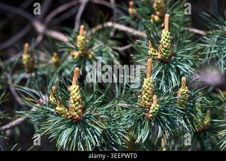 Crescita primaverile di un pino, probabilmente Pinus brutia pino turco con ammassi di coni giallastri, cilindrici di polline maschi che emergono in mezzo a lunghi e luminosi Foto Stock