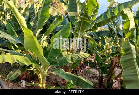Una vibrante piantagione di banane presenta grandi foglie verdi che crescono in file, con un corpo d'acqua sereno visibile sullo sfondo, che mostra l'essere naturale Foto Stock