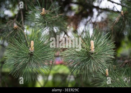 Primo piano di giovani germogli di pino e lunghi aghi verdi in una foresta primaverile. Sfondo naturale sempreverde con germogli di pino e aghi freschi durante la S. Foto Stock