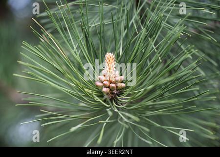 Vista dettagliata dei coni di polline dei pini e della crescita fresca in una foresta primaverile. Primo piano della punta di un ramo di pino con piccoli germogli e aghi in modalità selettiva Foto Stock