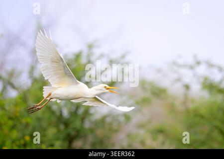 WESTERN Cattle Egret (Bubulcus ibis) volando, fiume Zambesi, striscia di Caprivi, Namibia. Foto Stock