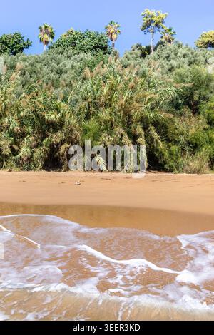 Una tranquilla spiaggia sabbiosa caratterizzata da dolci onde che si infrangono sulla riva, con lussureggiante vegetazione verde e palme visibili sulla collina nella dorsale Foto Stock