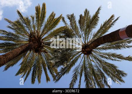Vista a basso angolo di due alte palme con ampie fronde sagomate su un cielo azzurro, atmosfera tropicale estiva, sfondo naturale all'aperto con poliziotto Foto Stock