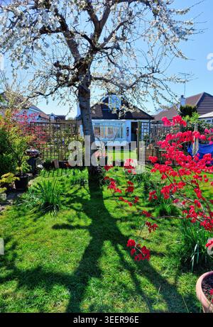 Un colorato giardino di periferia in una soleggiata giornata primaverile, Shepperton, Surrey, Inghilterra, Regno Unito Foto Stock