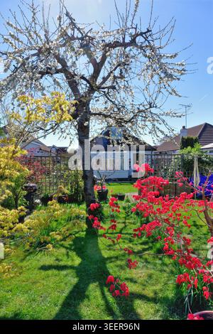 Un colorato giardino di periferia in una soleggiata giornata primaverile, Shepperton, Surrey, Inghilterra, Regno Unito Foto Stock