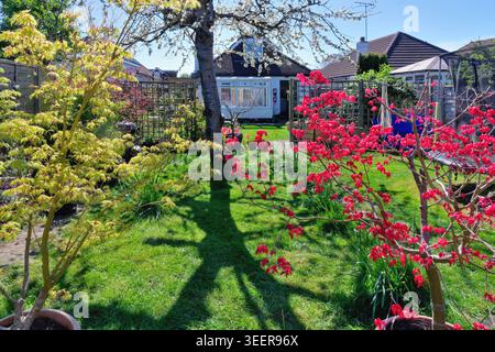 Un colorato giardino di periferia in una soleggiata giornata primaverile, Shepperton, Surrey, Inghilterra, Regno Unito Foto Stock