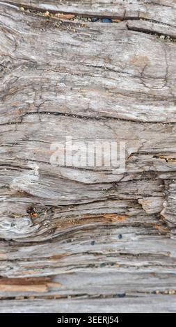 Dettagli di driftwood che mostrano strati e texture con grana incorporata. Presenta uno sfondo e una superficie con grigi e marroni neutri. Perfetto per natura Foto Stock