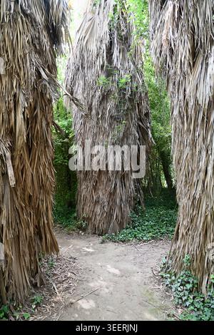 Stemmi, camici a tronco o rivestimento di foglie di palma morte e secca di palme di Caranday, Trithrinax campestris, nativo delle savane dell'Uruguay e dell'Argentina Foto Stock