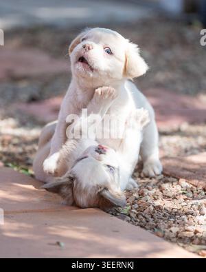 Due cuccioli di bulldog francesi lottano e giocano all'aperto all'ombra e alla ghiaia Foto Stock