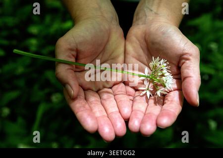 Un bellissimo primo piano di un'escursionista che tiene tra le mani un delicato mazzo di fiori di aglio selvatico bianco in una foresta alpina. Foto Stock
