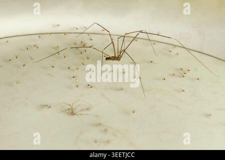 ragno marrone a gambe lunghe con piccole spiderli su superficie bianchissima, aracnide con prole, vista laterale con messa a fuoco morbida, concetto di controllo dei parassiti Foto Stock