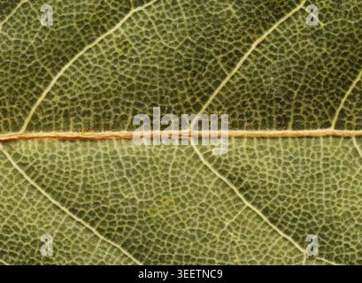 Macro di sfondo con texture a foglia d'alloro essiccata Foto Stock