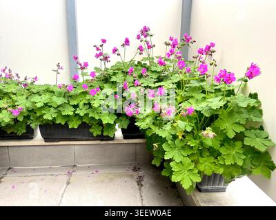 Rock Crane's-Bill Geranium macrorrhizum in vasi di fiori, Geranium macrorrhizum in vaso che fiorisce in fiori rosa su un balcone in privato Foto Stock