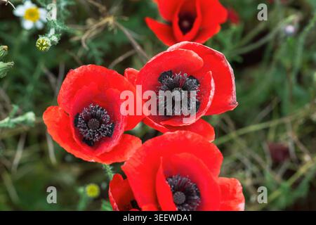 Red Poppies in Bloom - foto floreale della natura dall'alto Foto Stock