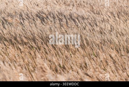 Golden Hour Reed Flowers – calda scena naturale Foto Stock
