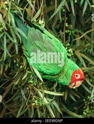 Pappagallo verde con testa rossa che si nutre di alberi frondosi, vibrante ritratto di uccelli tropicali. Foto Stock
